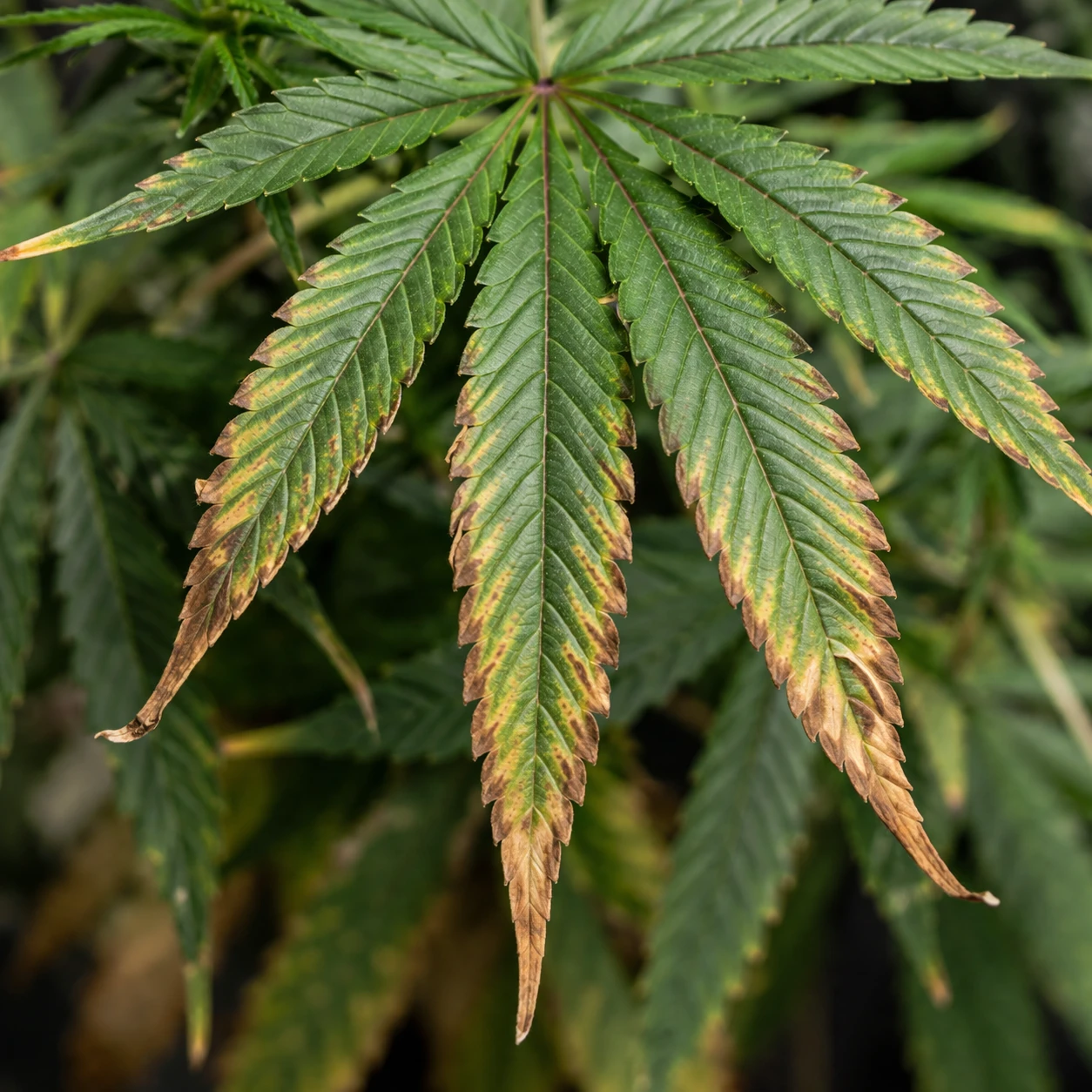 Cannabis Blatt mit braunen verbrannten Rändern durch Nährstoffmangel