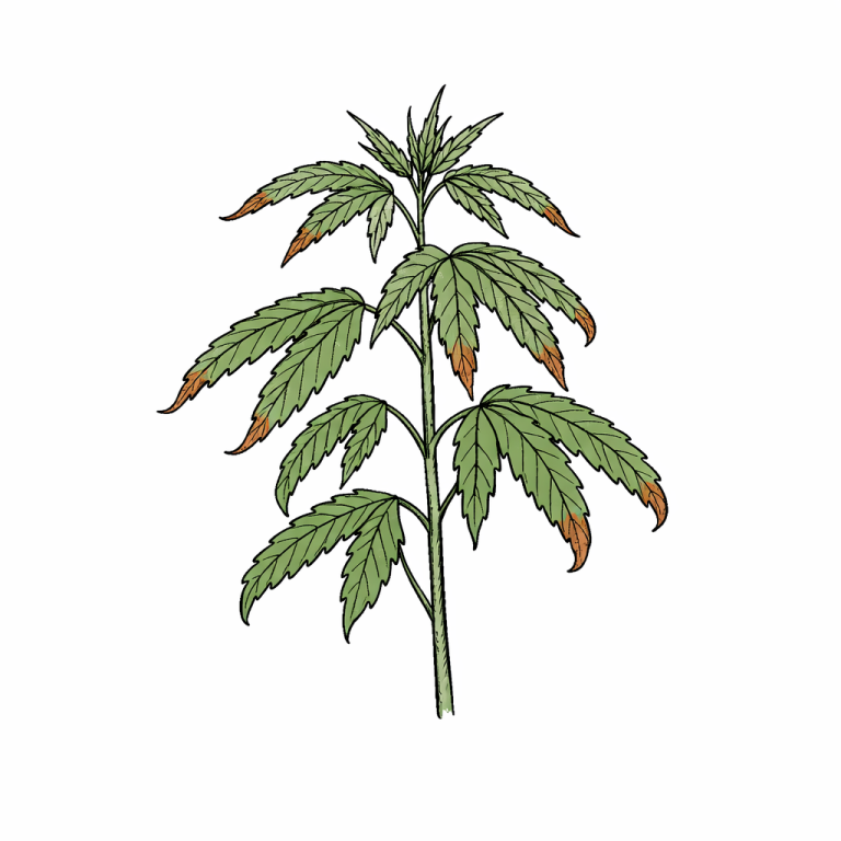 cannabis überdüngung symptome dunkle blätter verbrannte spitzen
