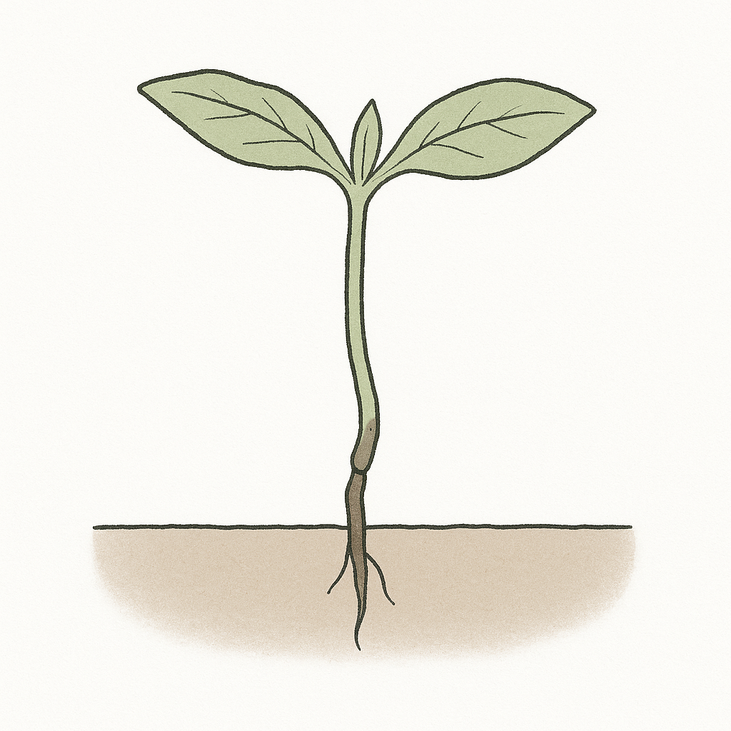 Pythium Cannabis Keimling Damping-off