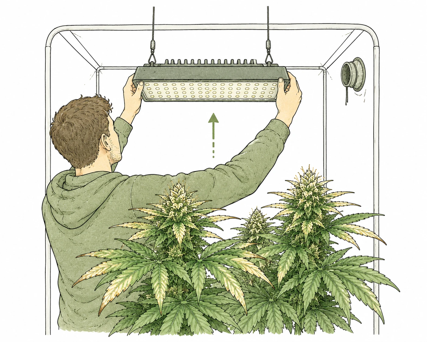 Grower hebt LED-Lampe im Grow-Zelt höher um Lichtverbrennung an Cannabis-Pflanzen zu vermeiden
