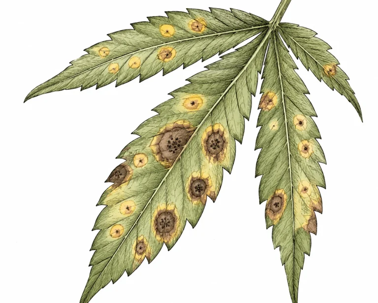 Nahaufnahme eines Cannabisblattes mit mehreren kreisrunden Septoria-Flecken in verschiedenen Stadien