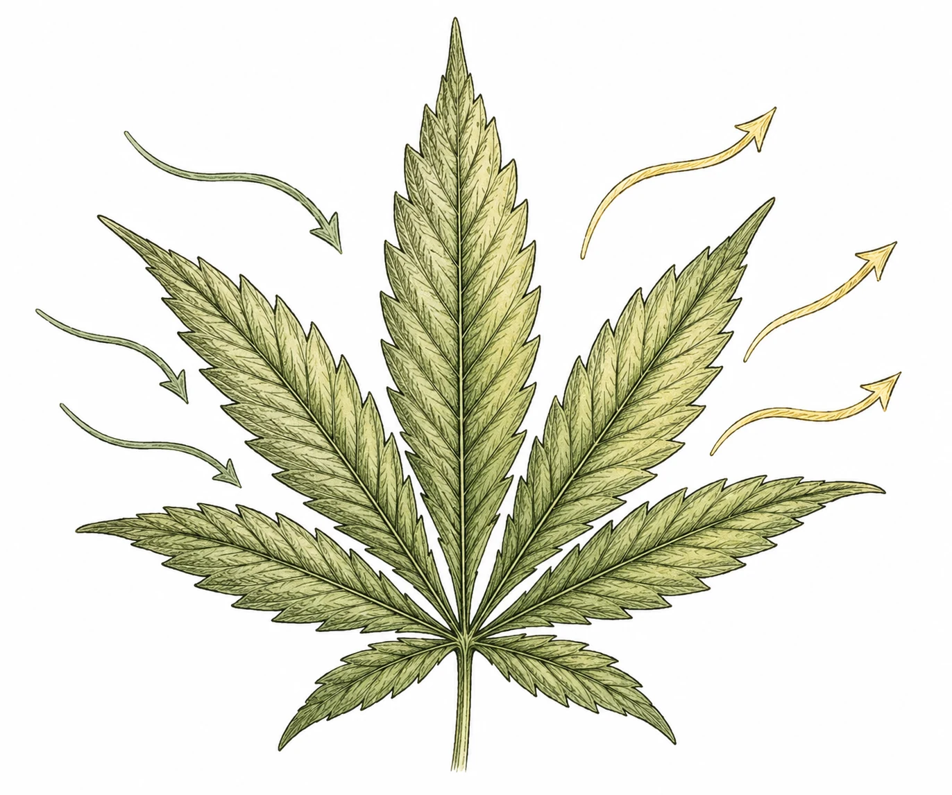 Photosynthese bei Cannabis: CO2-Aufnahme und Sauerstoffabgabe ueber die Blaetter